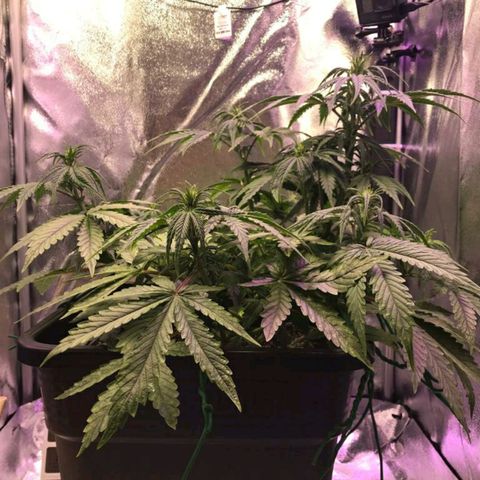 AutoUltimate growlog timeline photo