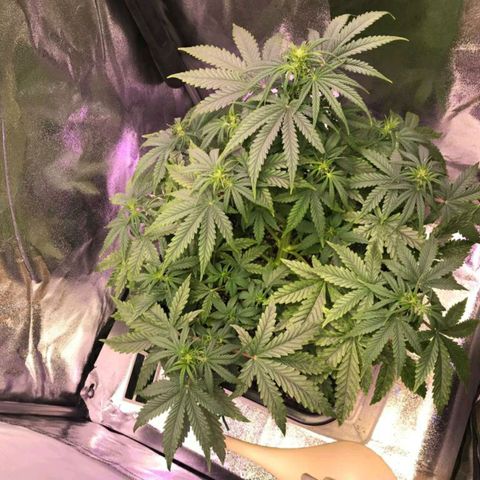 AutoUltimate growlog timeline photo