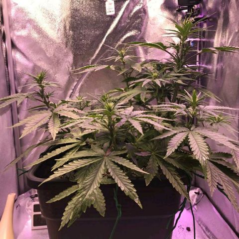 AutoUltimate growlog timeline photo