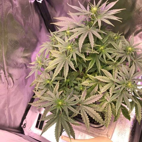 AutoUltimate growlog timeline photo