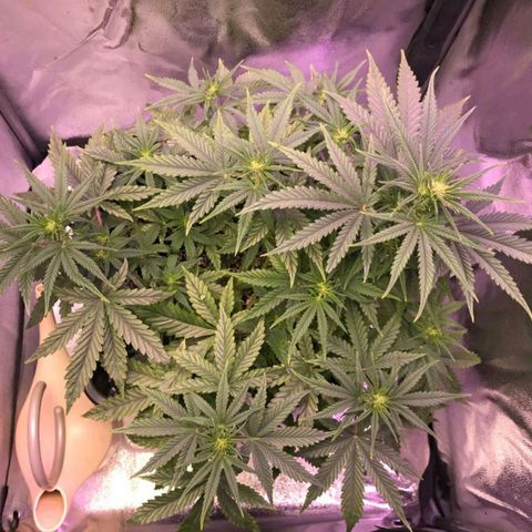 AutoUltimate growlog timeline photo