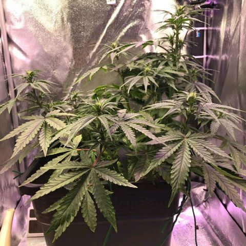 AutoUltimate growlog timeline photo