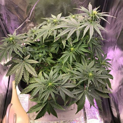 AutoUltimate growlog timeline photo