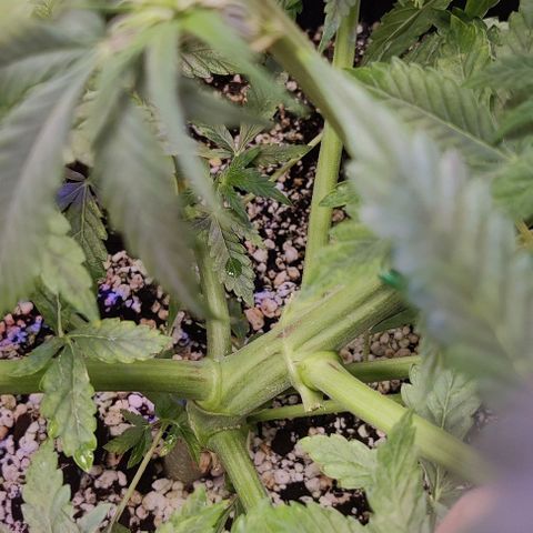 AutoUltimate growlog timeline photo