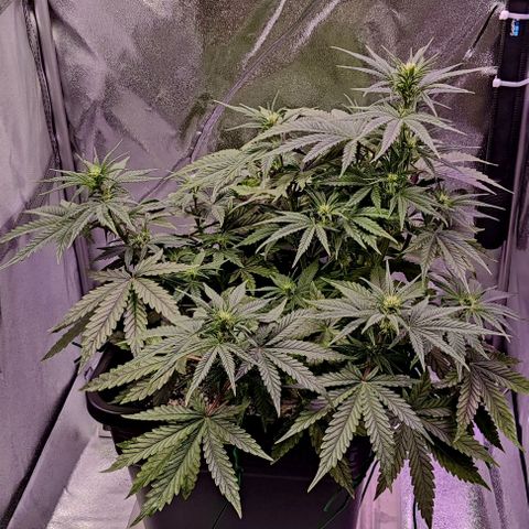 AutoUltimate growlog timeline photo