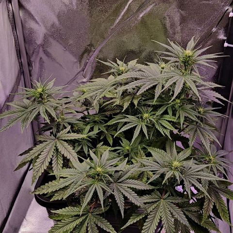 AutoUltimate growlog timeline photo