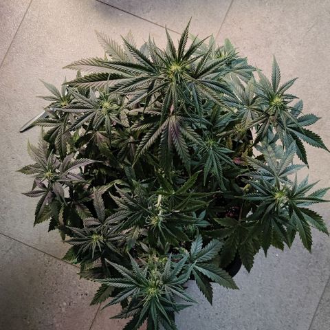 AutoUltimate growlog timeline photo