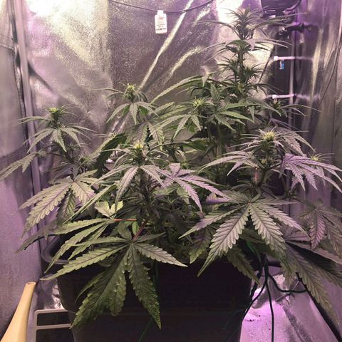 AutoUltimate growlog timeline photo