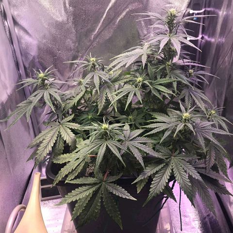 AutoUltimate growlog timeline photo