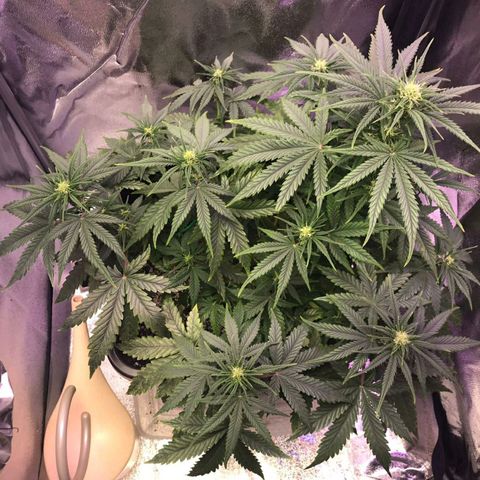 AutoUltimate growlog timeline photo