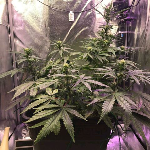 AutoUltimate growlog timeline photo