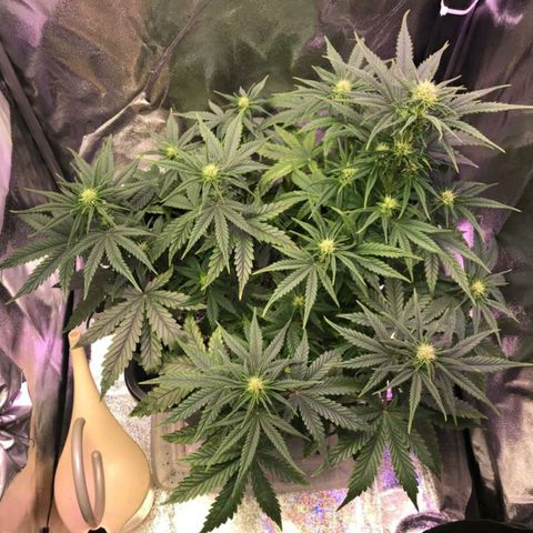 AutoUltimate growlog timeline photo