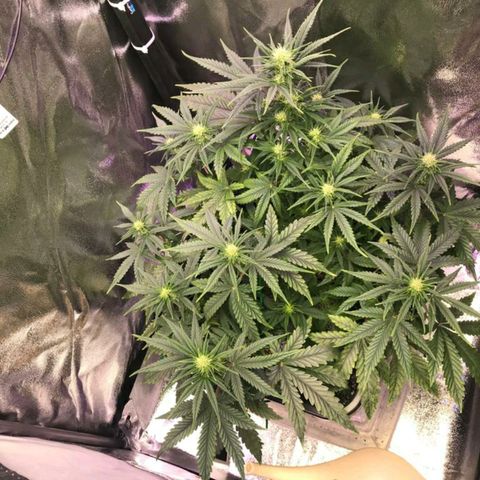 AutoUltimate growlog timeline photo