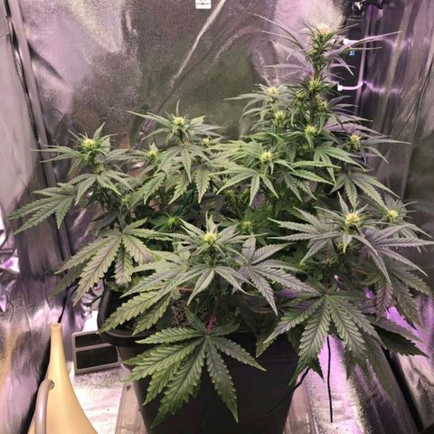 AutoUltimate growlog timeline photo