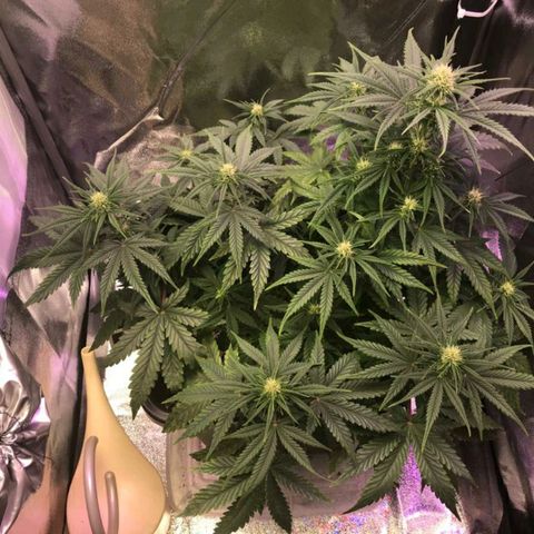 AutoUltimate growlog timeline photo