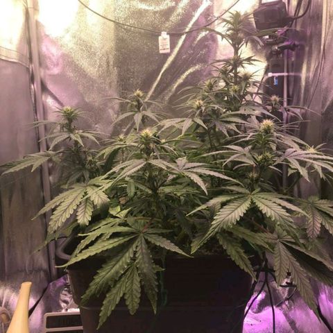 AutoUltimate growlog timeline photo