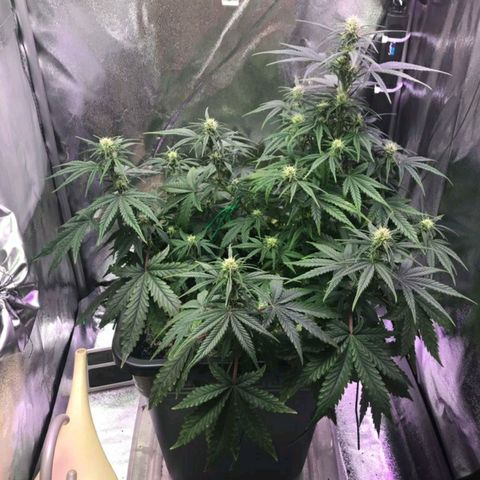 AutoUltimate growlog timeline photo