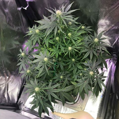 AutoUltimate growlog timeline photo