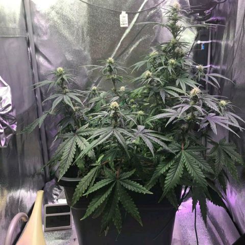 AutoUltimate growlog timeline photo