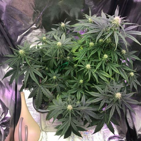 AutoUltimate growlog timeline photo