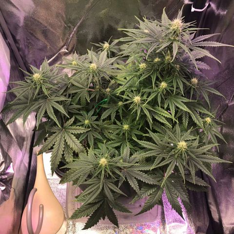 AutoUltimate growlog timeline photo