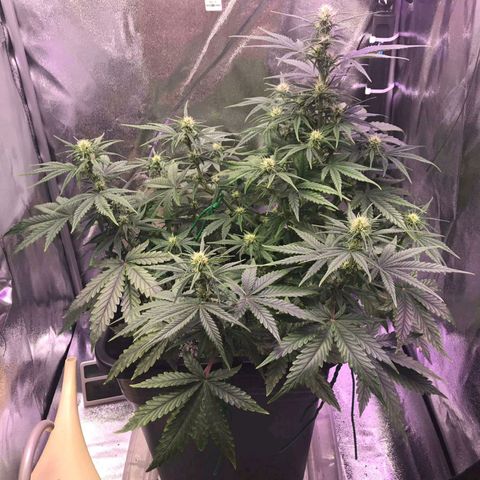 AutoUltimate growlog timeline photo