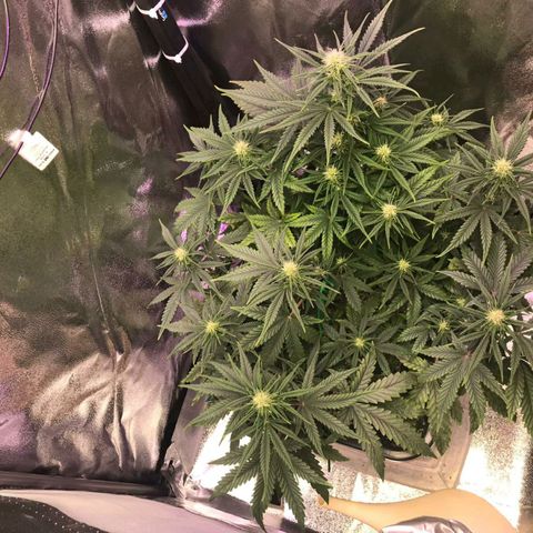 AutoUltimate growlog timeline photo