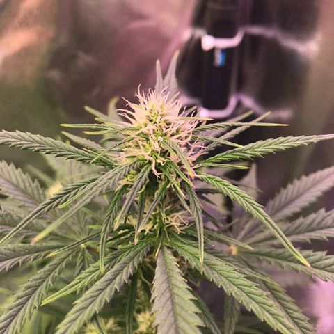AutoUltimate growlog timeline photo