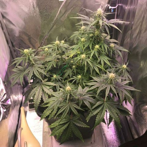 AutoUltimate growlog timeline photo