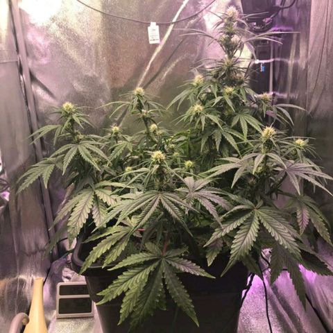AutoUltimate growlog timeline photo