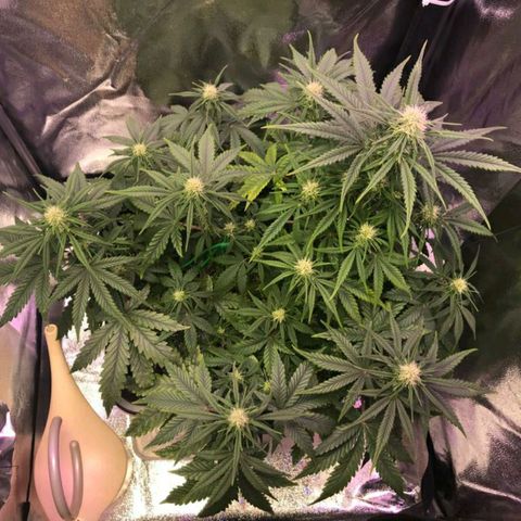 AutoUltimate growlog timeline photo