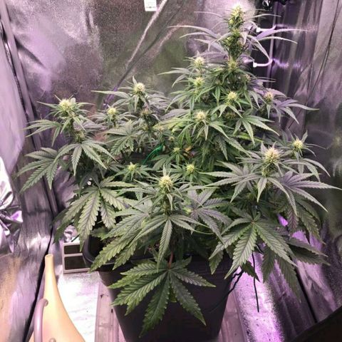 AutoUltimate growlog timeline photo