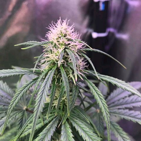 AutoUltimate growlog timeline photo