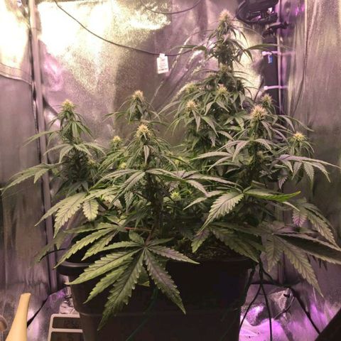 AutoUltimate growlog timeline photo