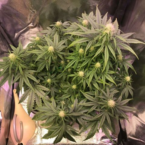 AutoUltimate growlog timeline photo