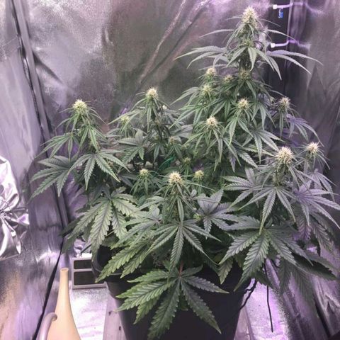 AutoUltimate growlog timeline photo