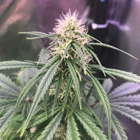 AutoUltimate growlog timeline photo