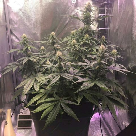 AutoUltimate growlog timeline photo