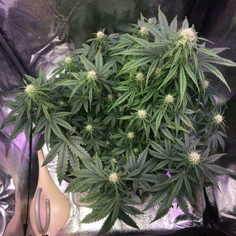 AutoUltimate growlog timeline photo