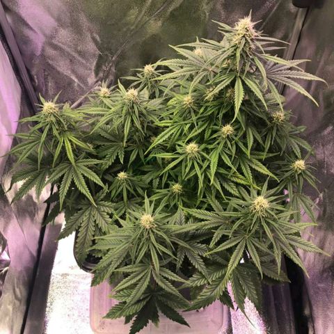 AutoUltimate growlog timeline photo