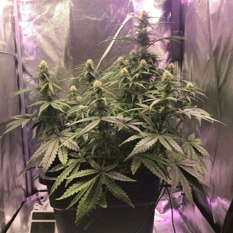 AutoUltimate growlog timeline photo