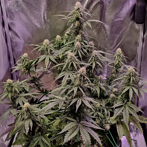 AutoUltimate growlog timeline photo