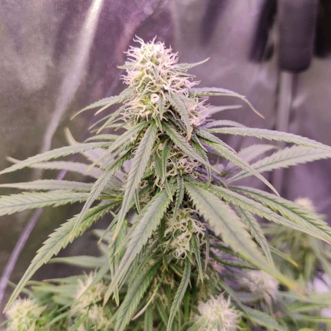 AutoUltimate growlog timeline photo