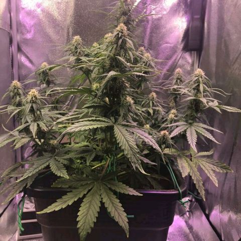 AutoUltimate growlog timeline photo