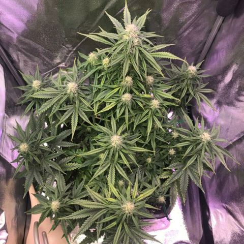 AutoUltimate growlog timeline photo
