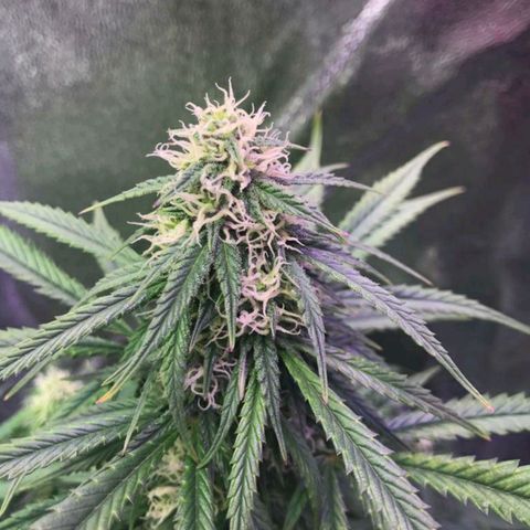 AutoUltimate growlog timeline photo
