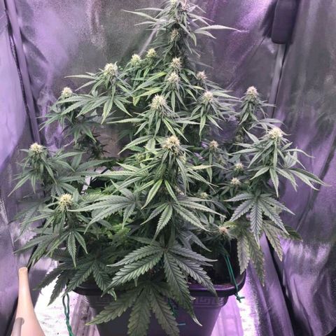 AutoUltimate growlog timeline photo