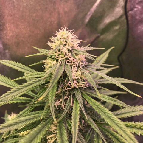 AutoUltimate growlog timeline photo