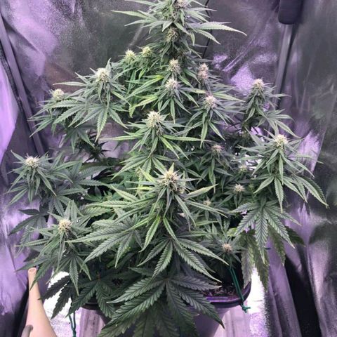 AutoUltimate growlog timeline photo