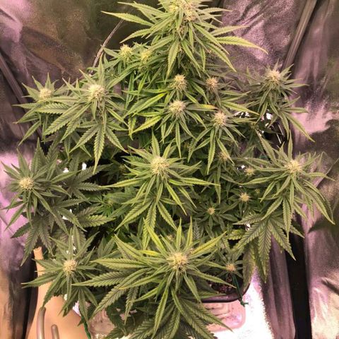 AutoUltimate growlog timeline photo